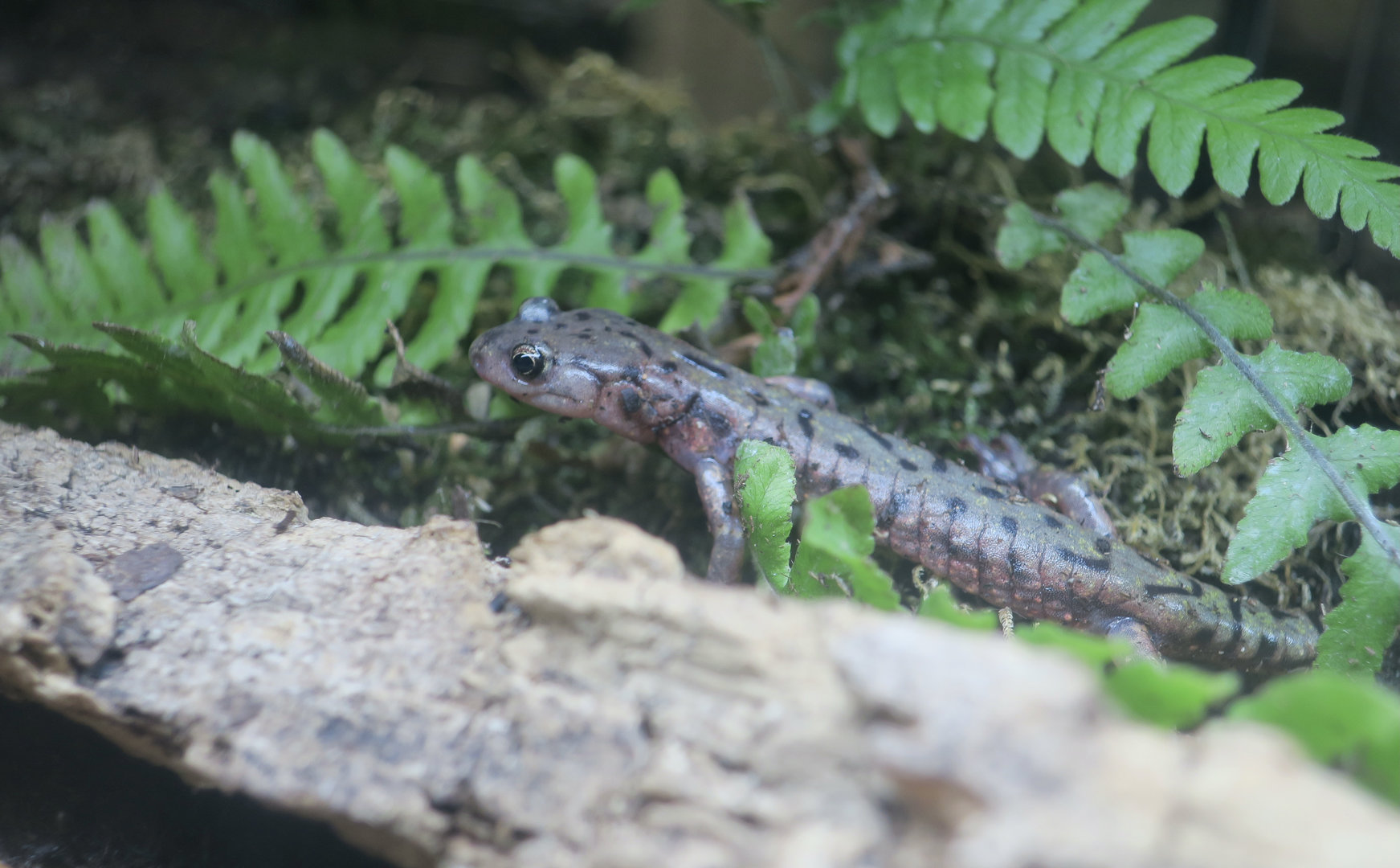Green Salamander (Aneides aeneus)