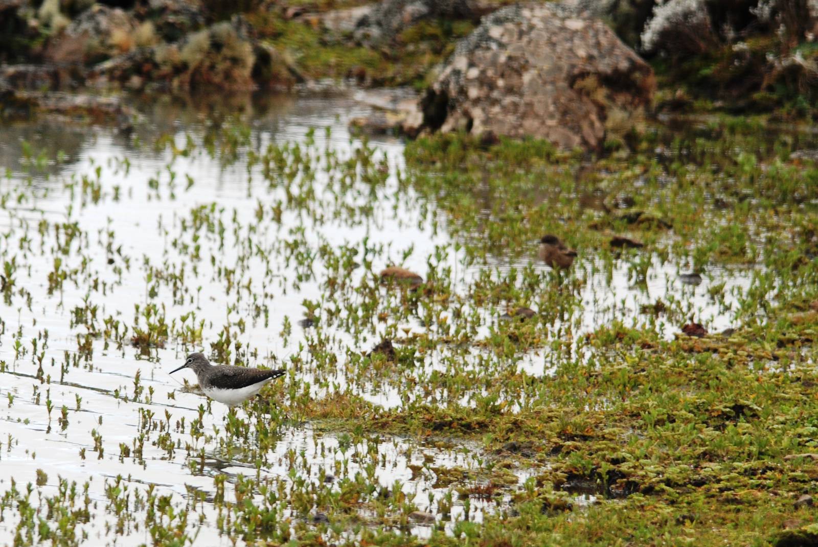 Green Sandpiper in Bale Mountains NP, 15/10/14