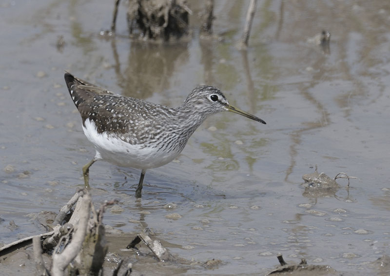Green sandpiper