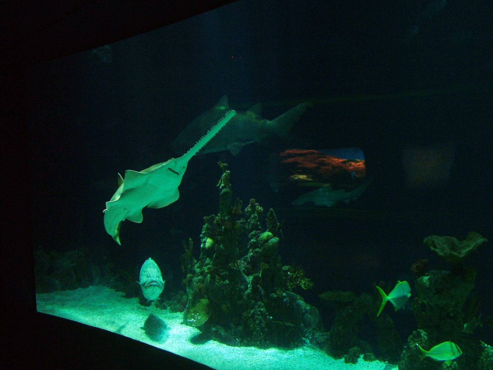 Green Sawfish at The Deep, 08/12/07