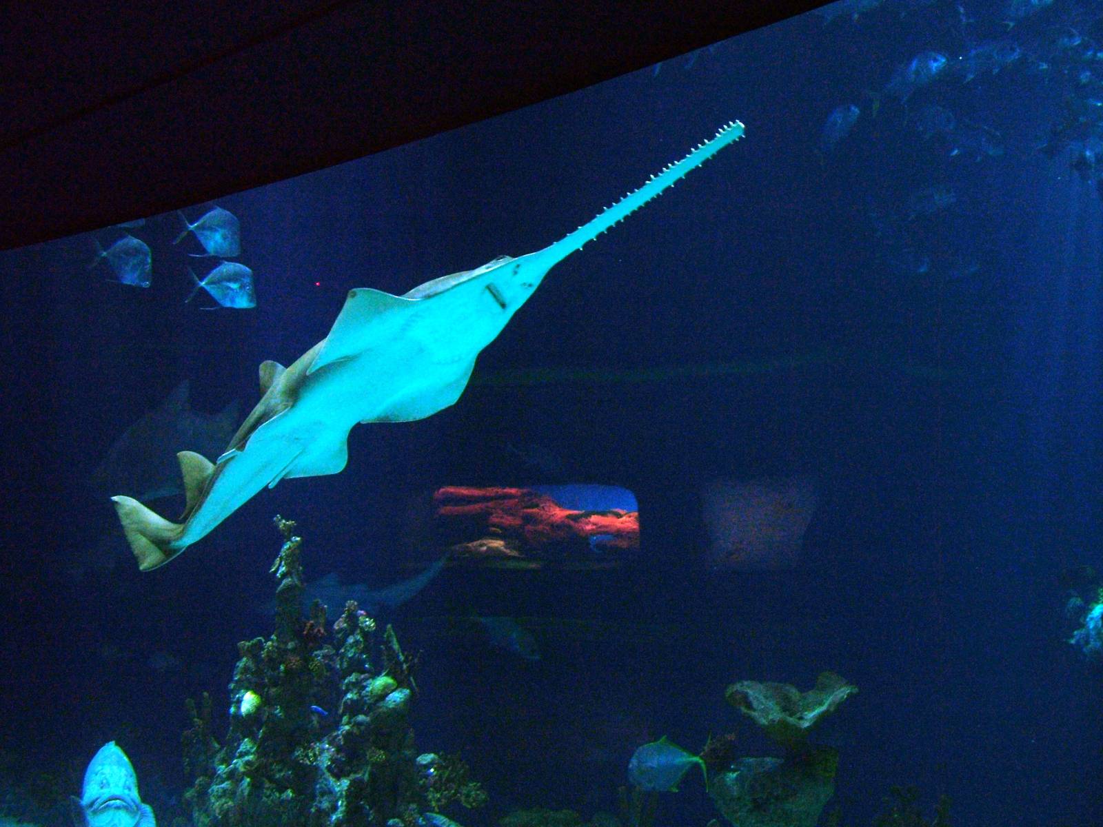 Green Sawfish at The Deep, 08/12/07