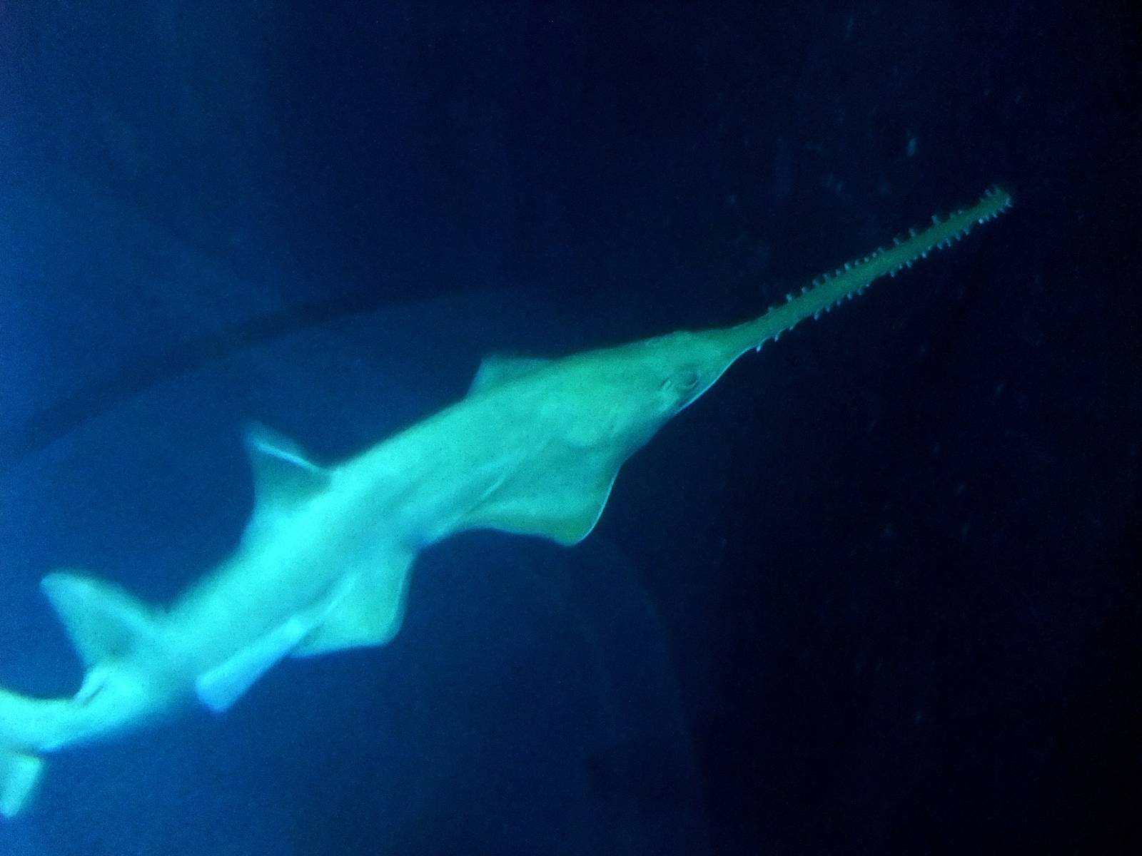 Green Sawfish at The Deep, 29/09/12