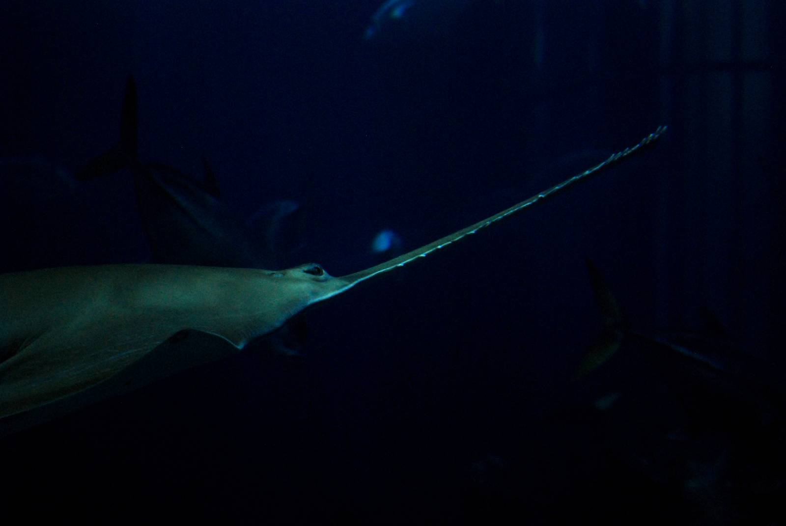 Green Sawfish at The Deep, 29/09/12