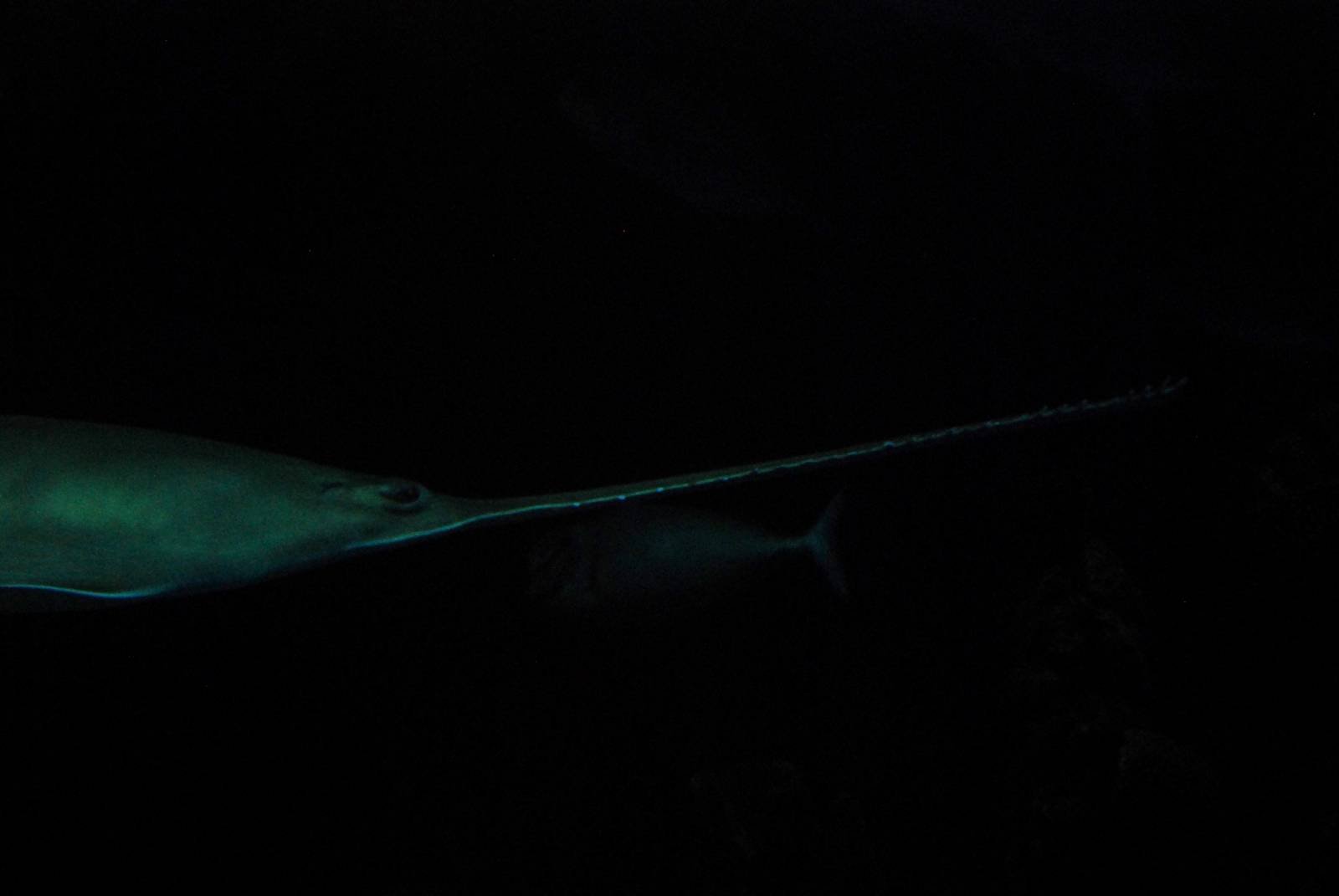 Green Sawfish at The Deep, 29/09/12