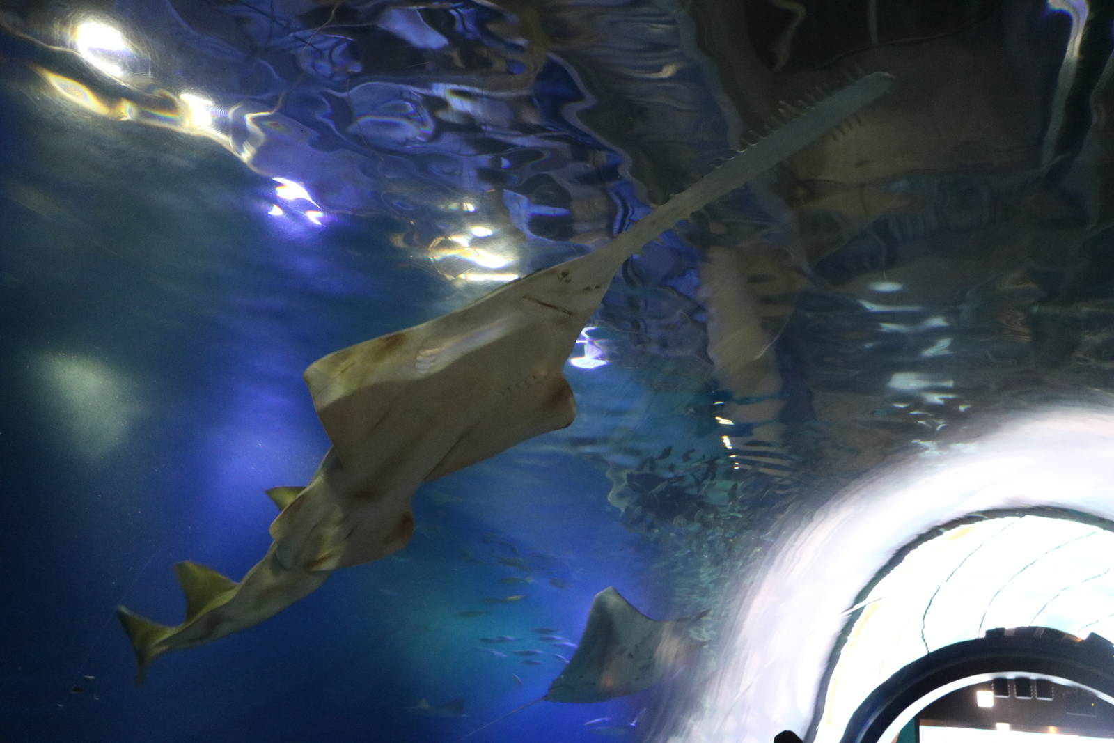 Green sawfish - EPSON Aqua Park, February 2016