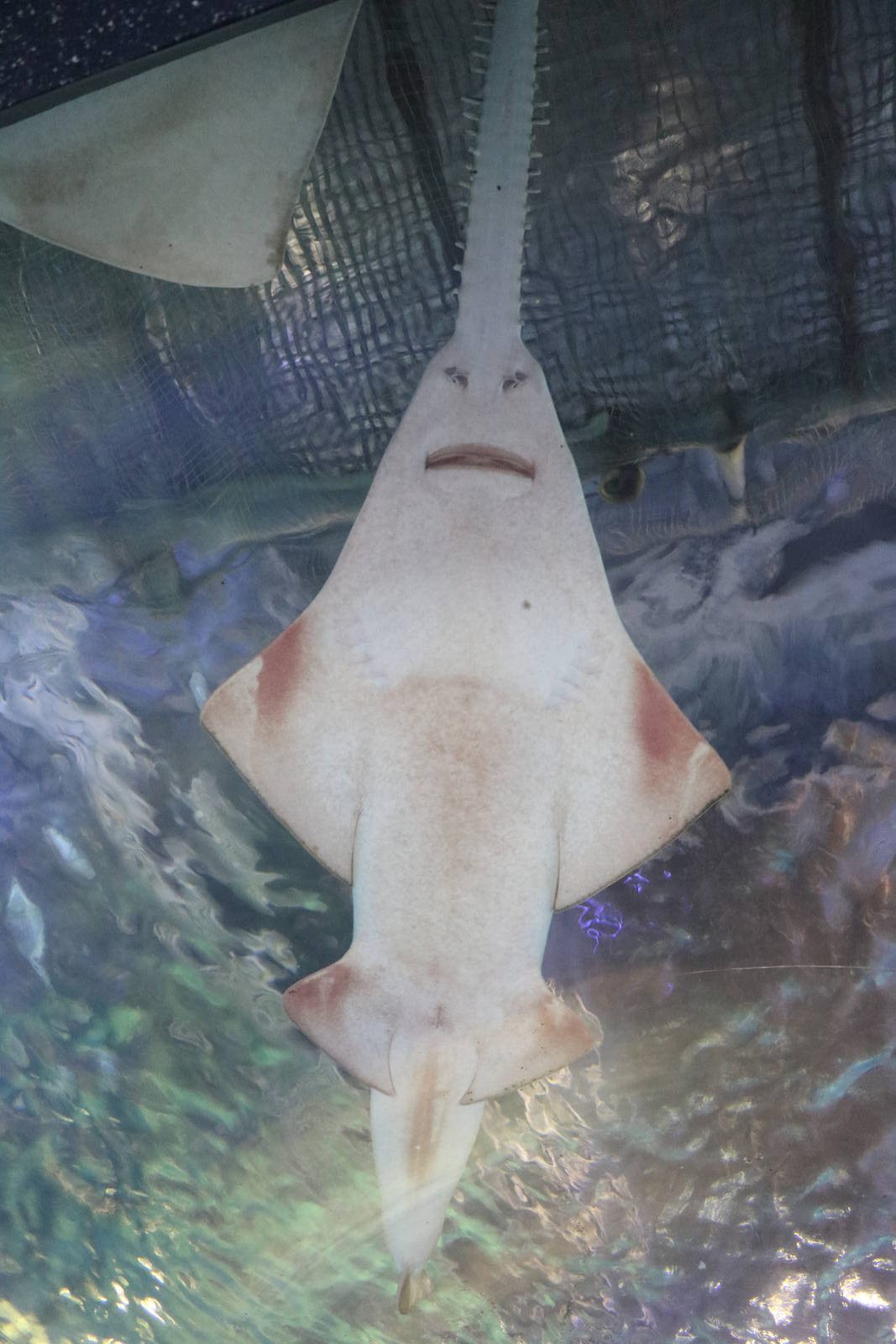 Green sawfish - EPSON Aqua Park, February 2016