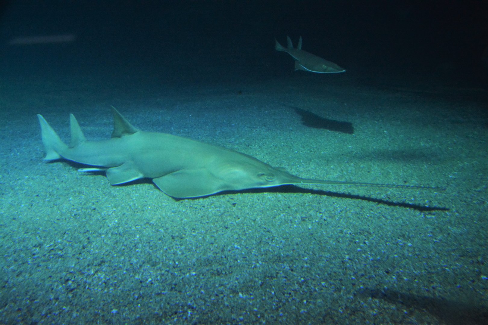 Green sawfish (Pristis zijsron)