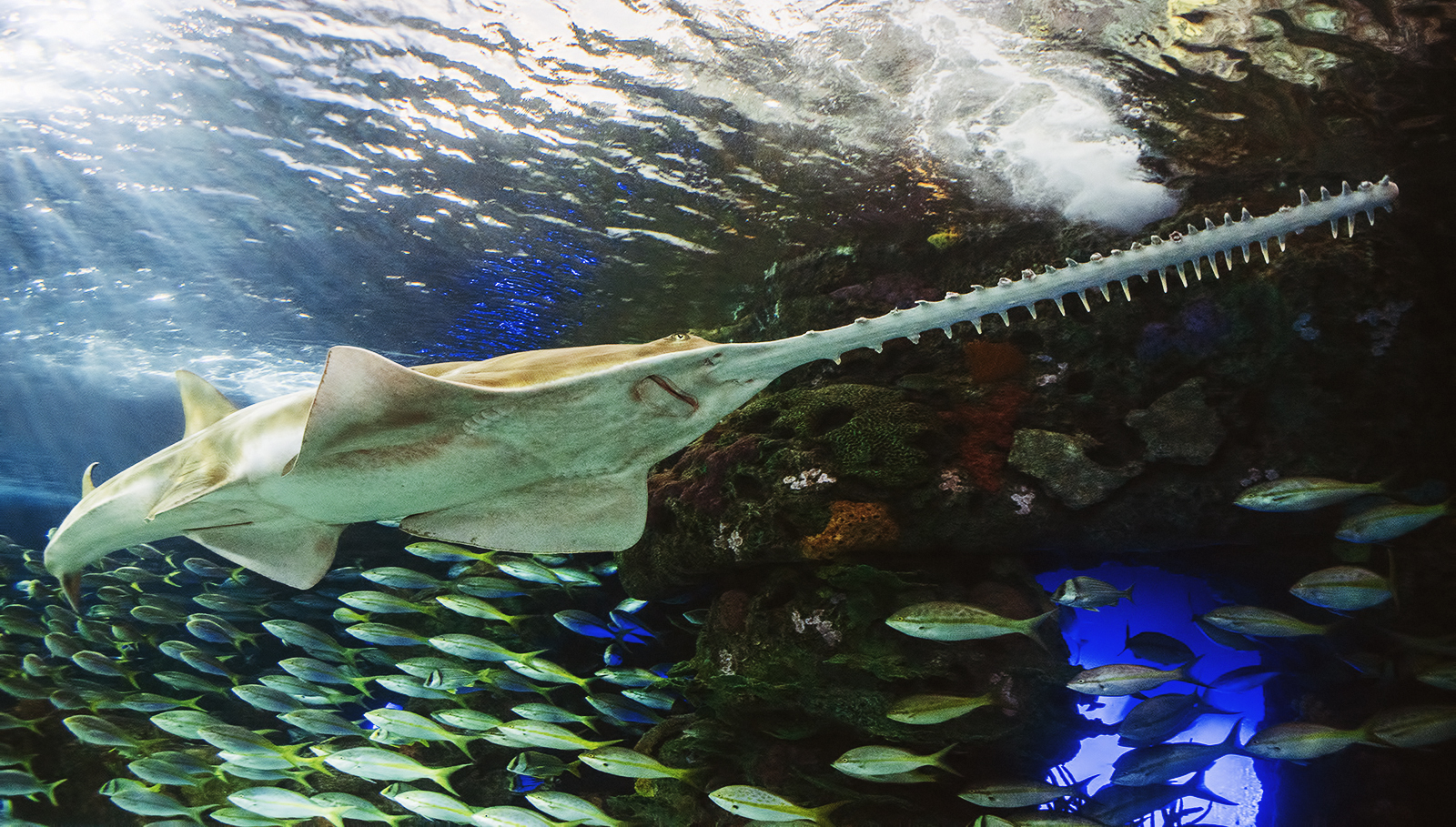 Green sawfish (Pristis zijsron)