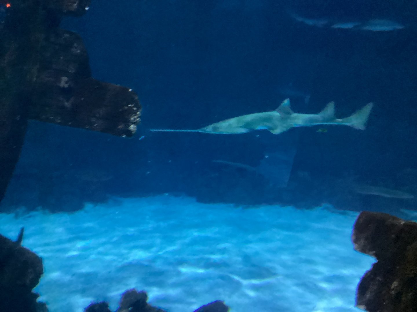 Green Sawfish - Seen December 20th 2024