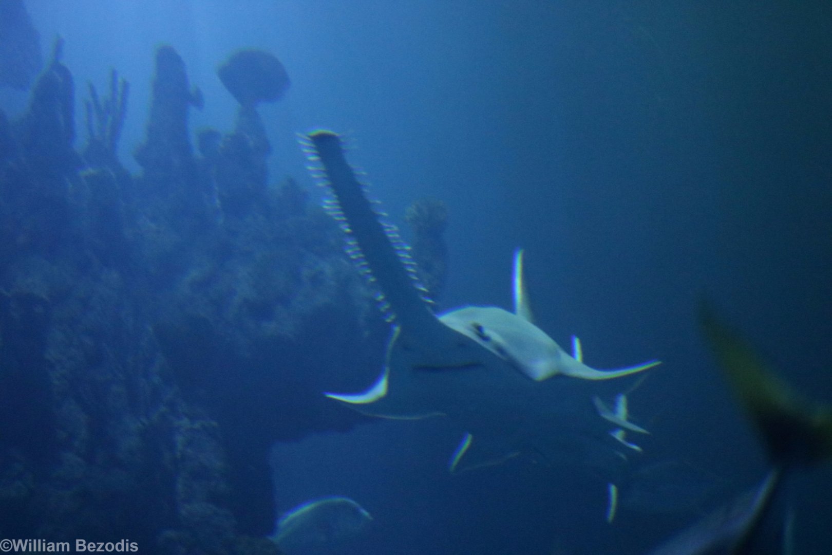 Green Sawfish