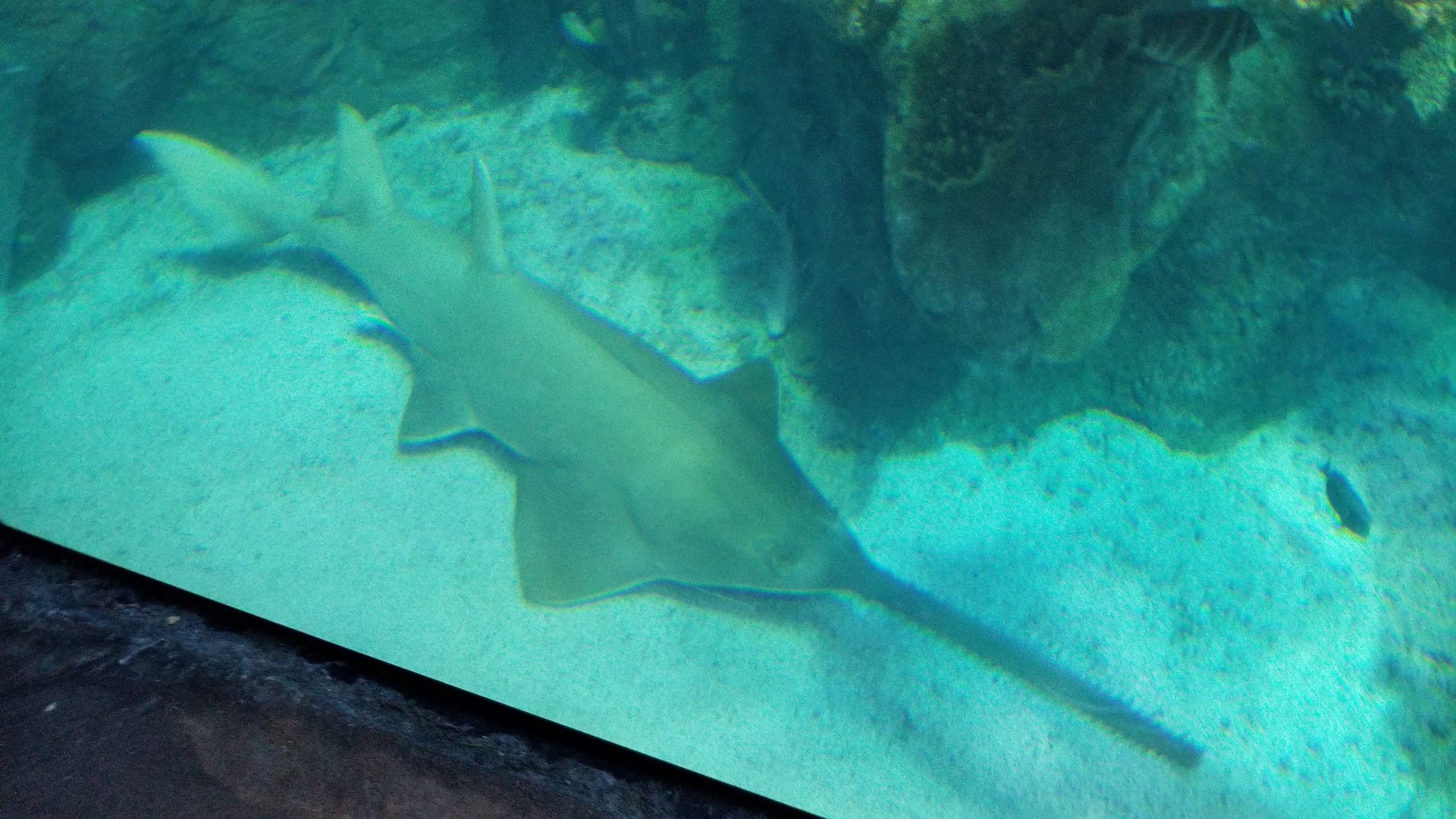 Green sawfish