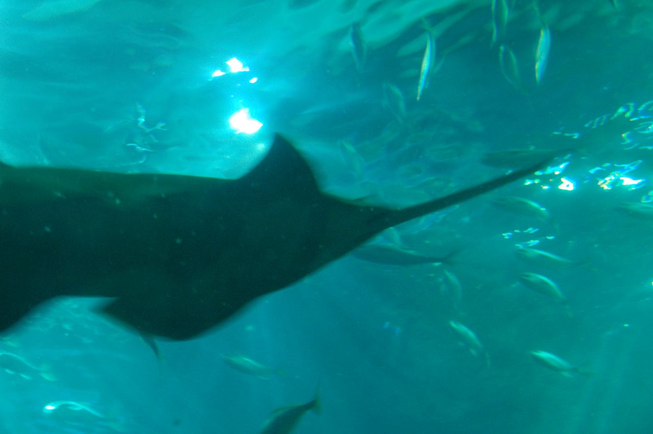 Green Sawfish