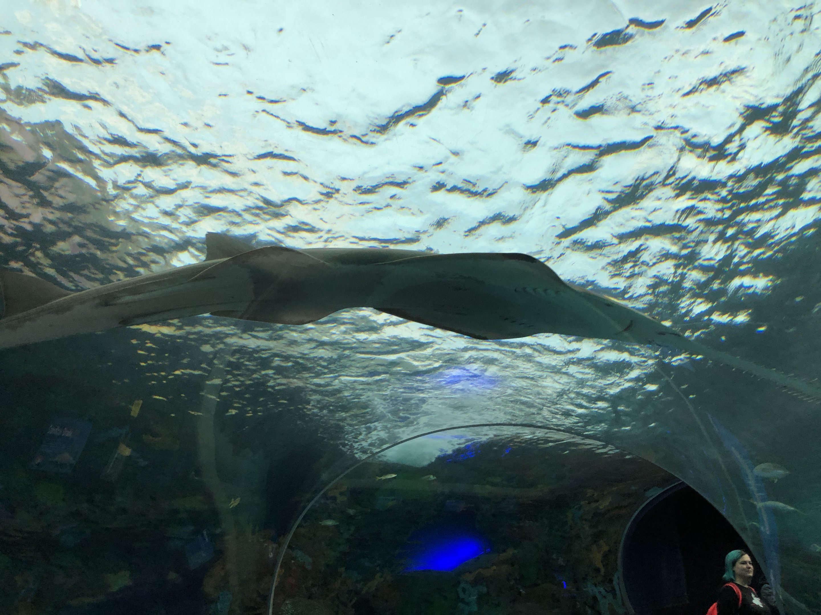 Green Sawfish