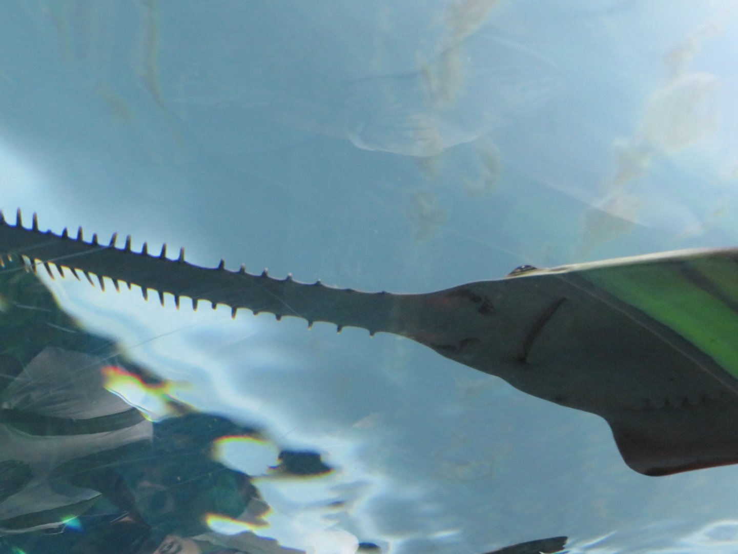 Green sawfish