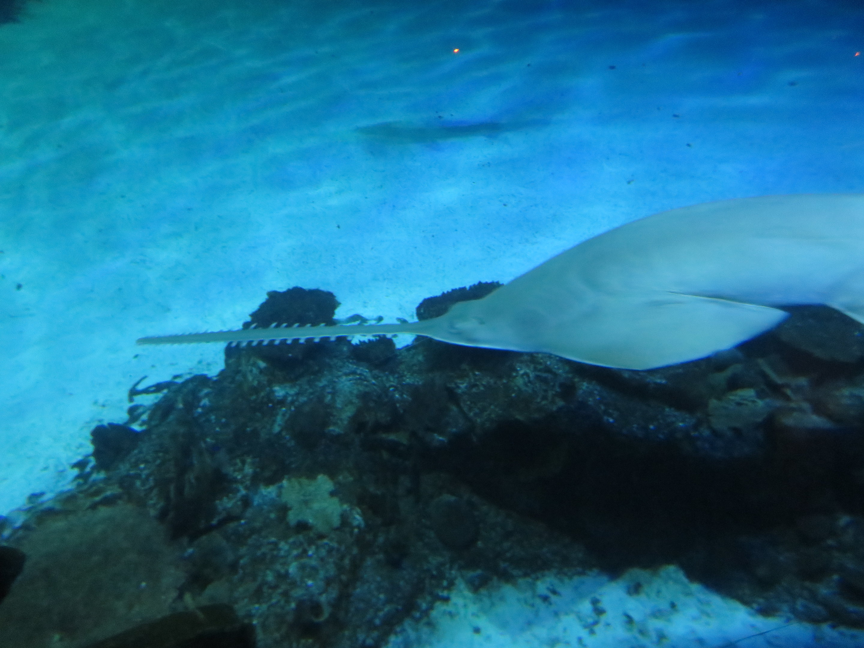 Green Sawfish