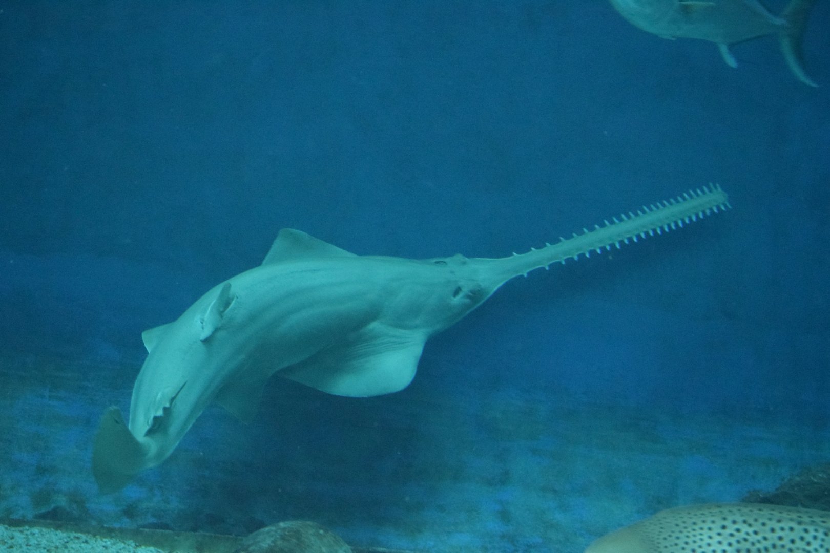 Green sawfish