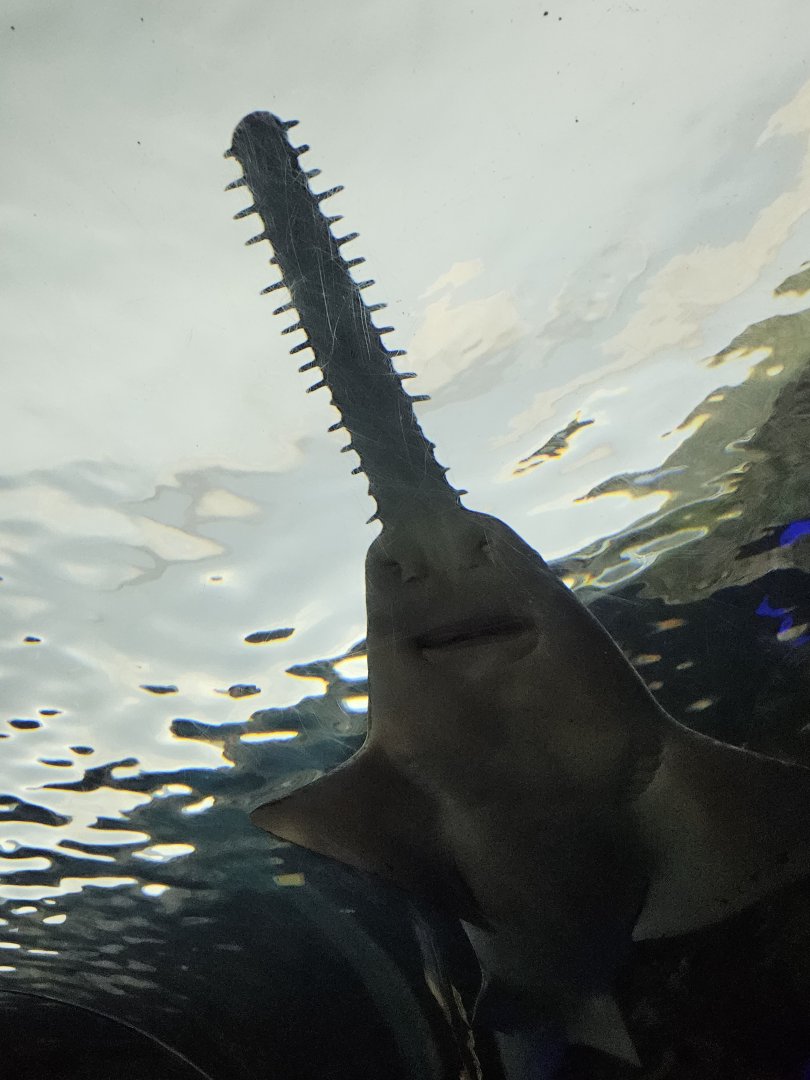 (Green?) sawfish