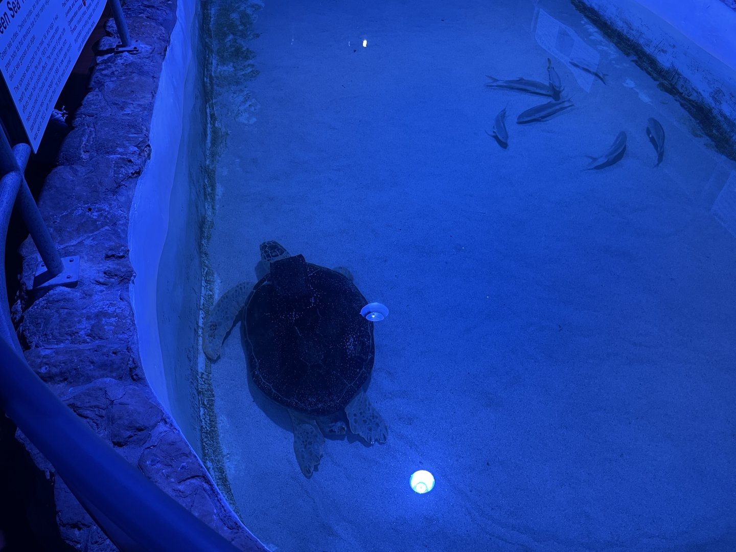 Green sea turtle (1/2/24)
