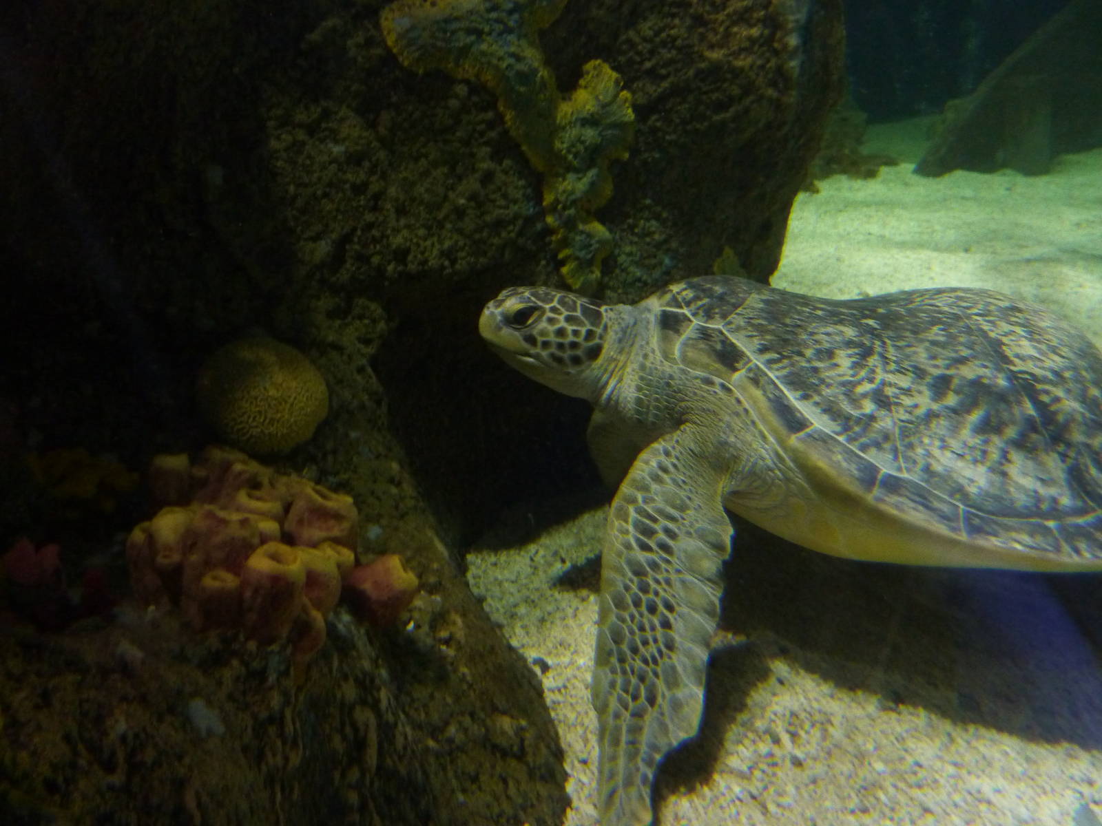 Green sea turtle, 8th Feb 2012