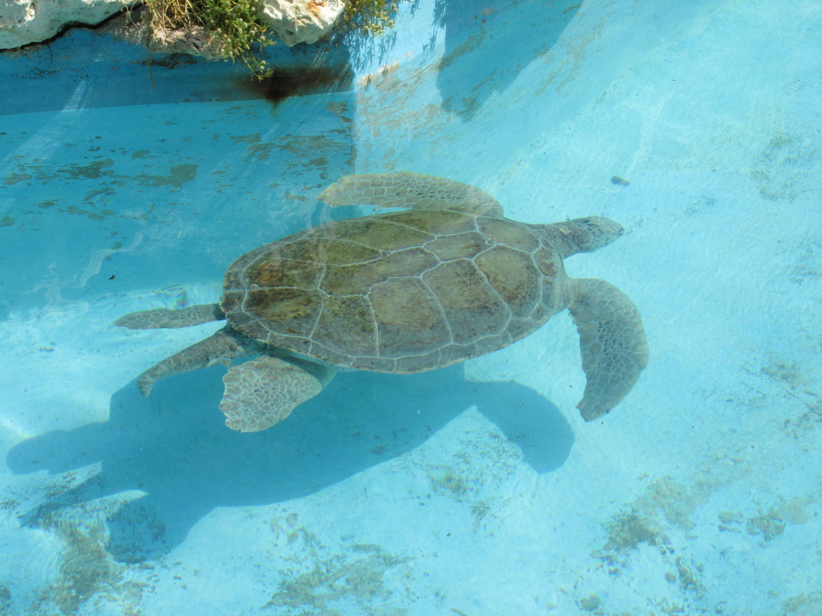 green sea turtle acuario nacional