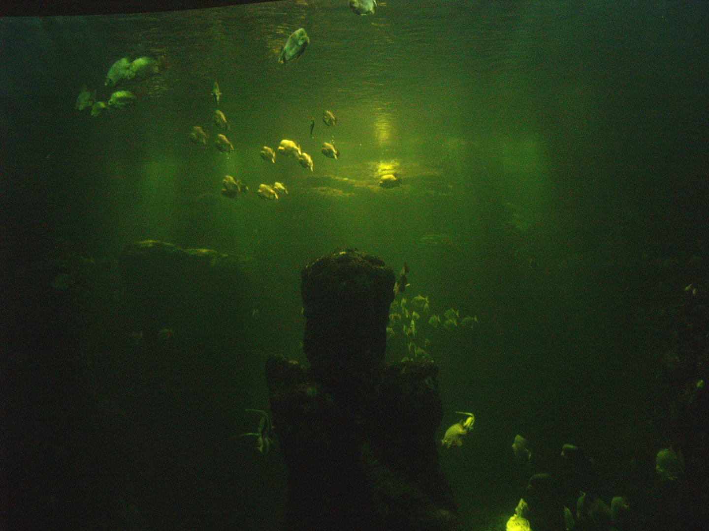 Green sea turtle and fish tank, 2008-03-01