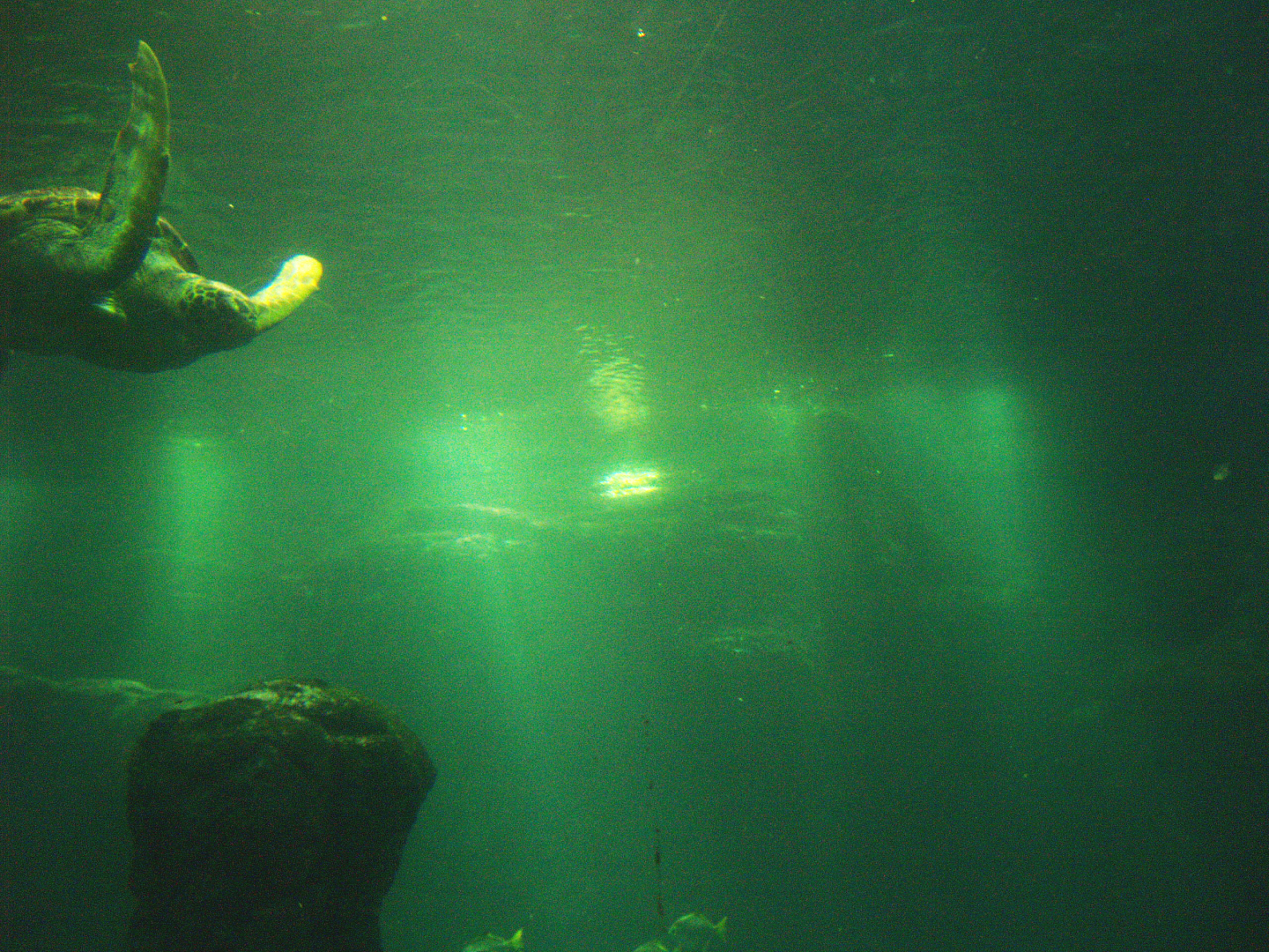 Green sea turtle and fish tank, 2009-04-19