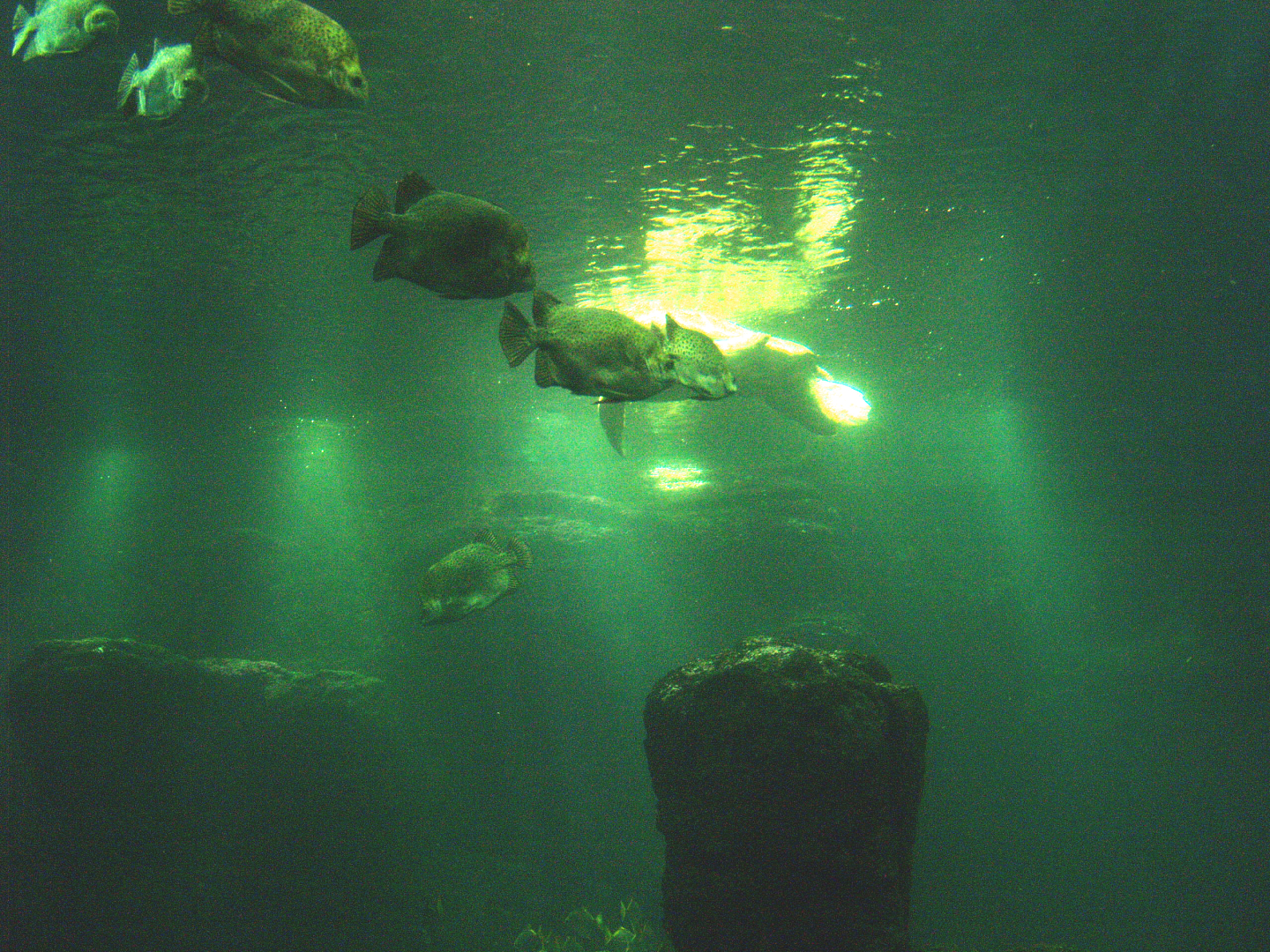 Green sea turtle and fish tank, 2009-04-19