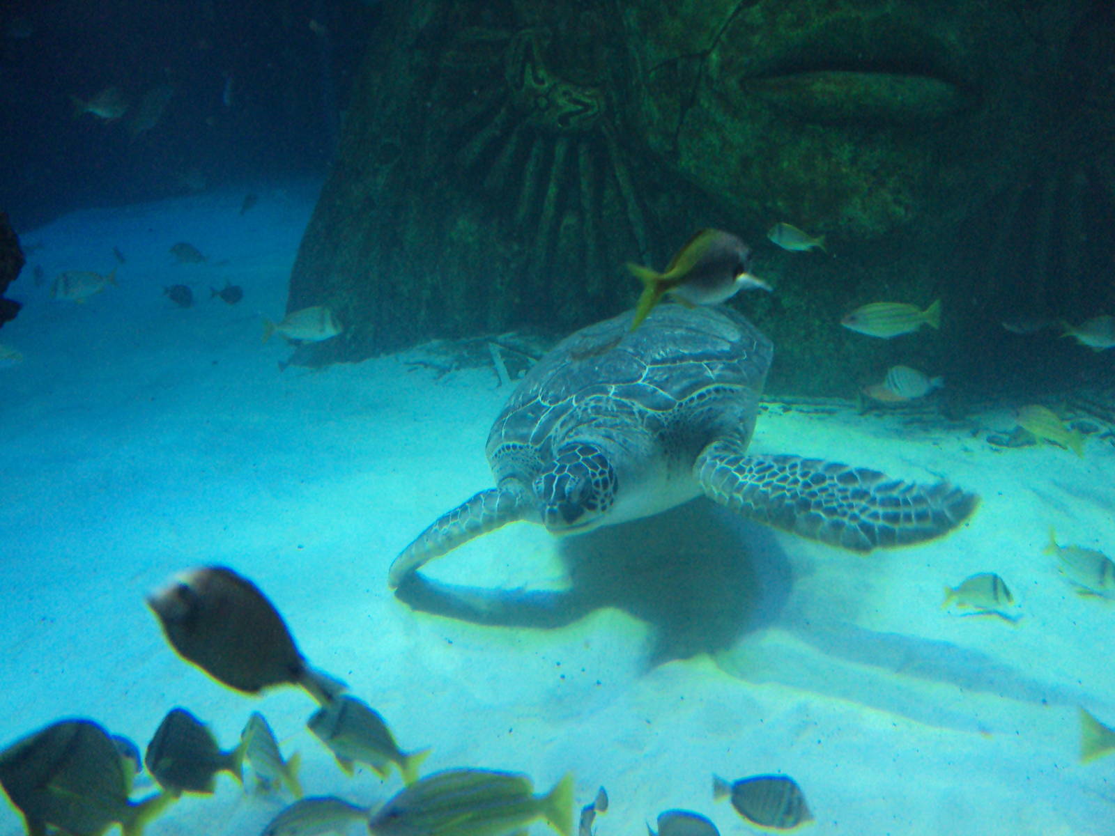 Green Sea Turtle and fish