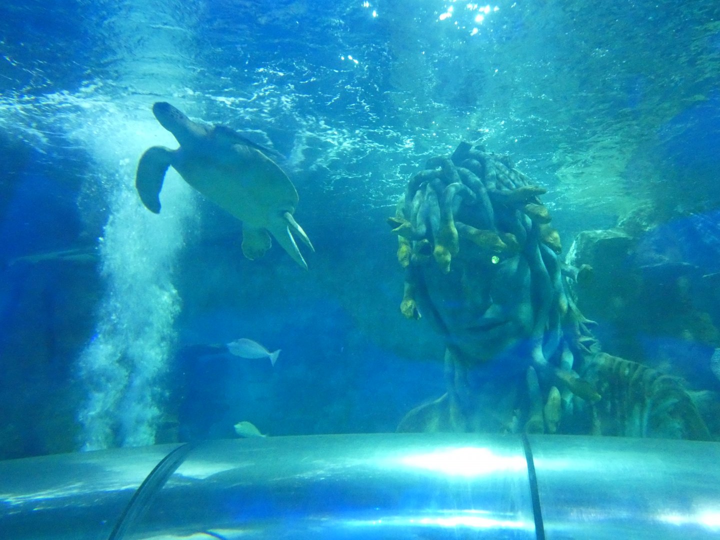 Green sea turtle and Medusa statue