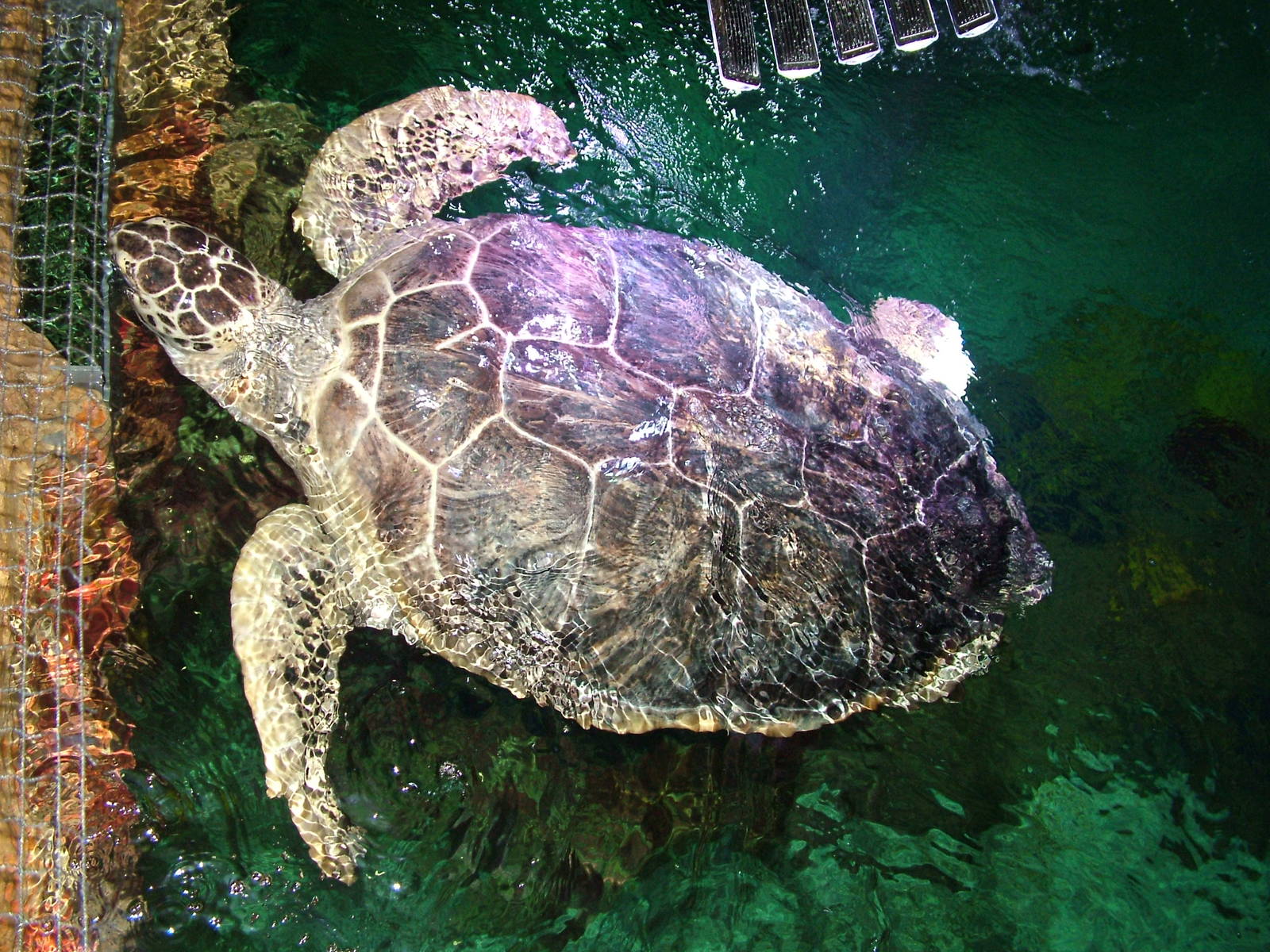 Green Sea Turtle at Brighton SeaLife Centre 13/03/10