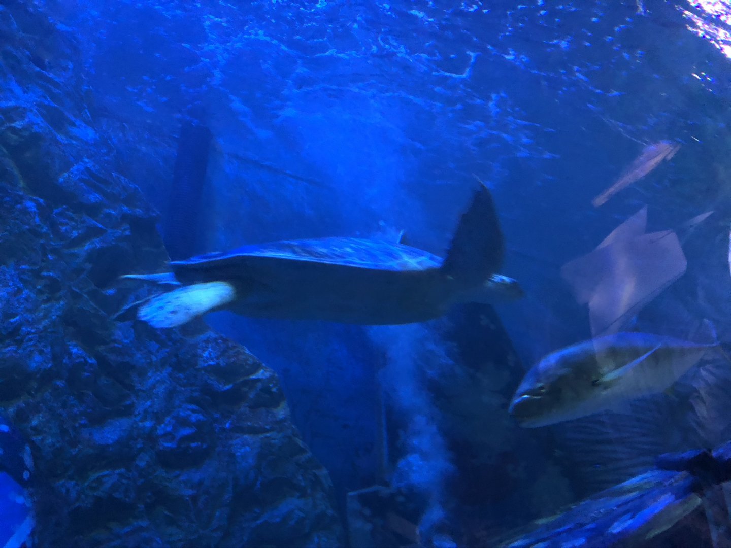 Green Sea Turtle at SEA LIFE Blackpool (2019)