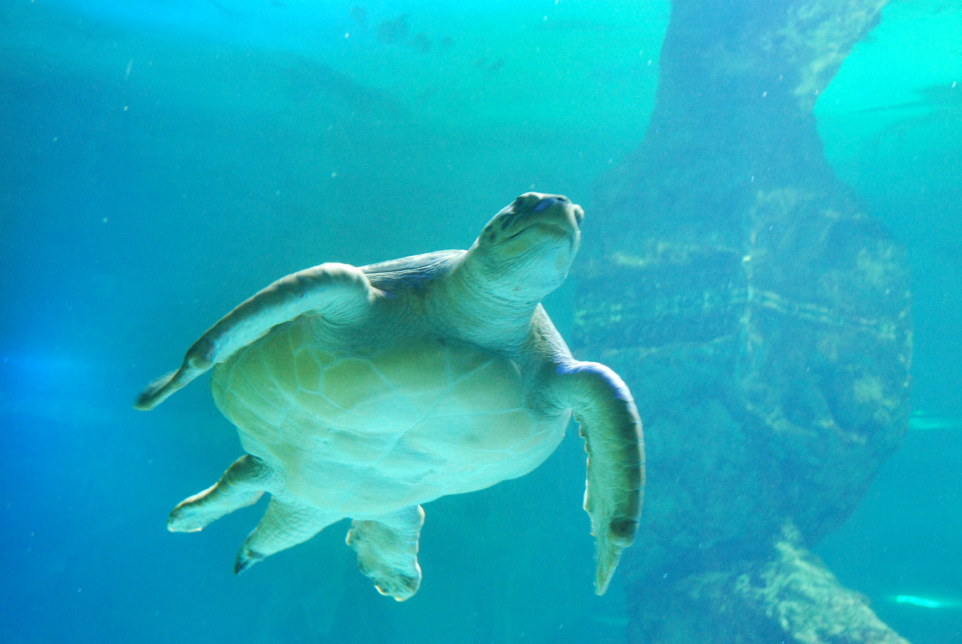 Green Sea Turtle at Zoo Aquarium de Madrid, 20th May 2022