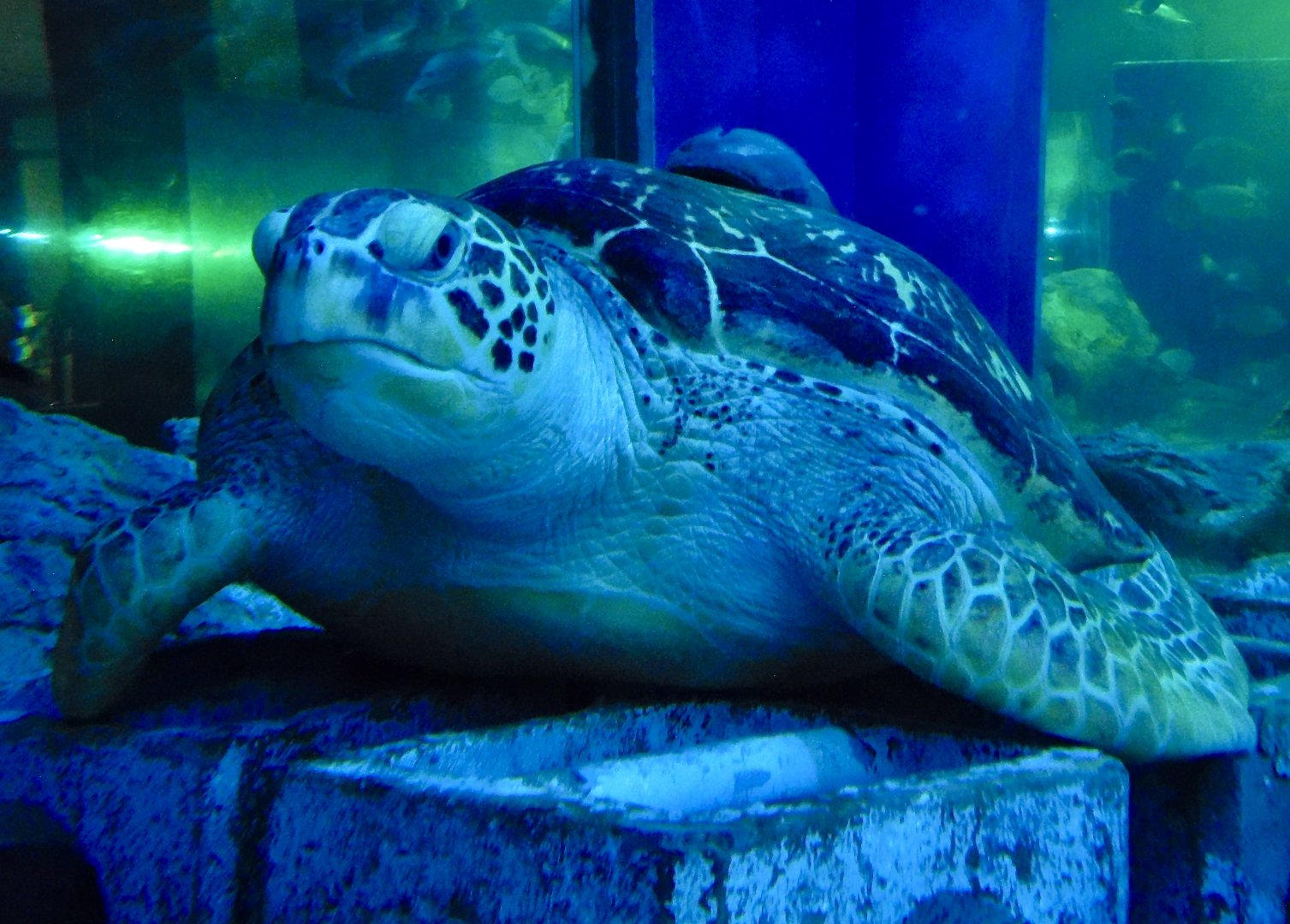 Green Sea Turtle (Chelonia mydas) October 26, 2025