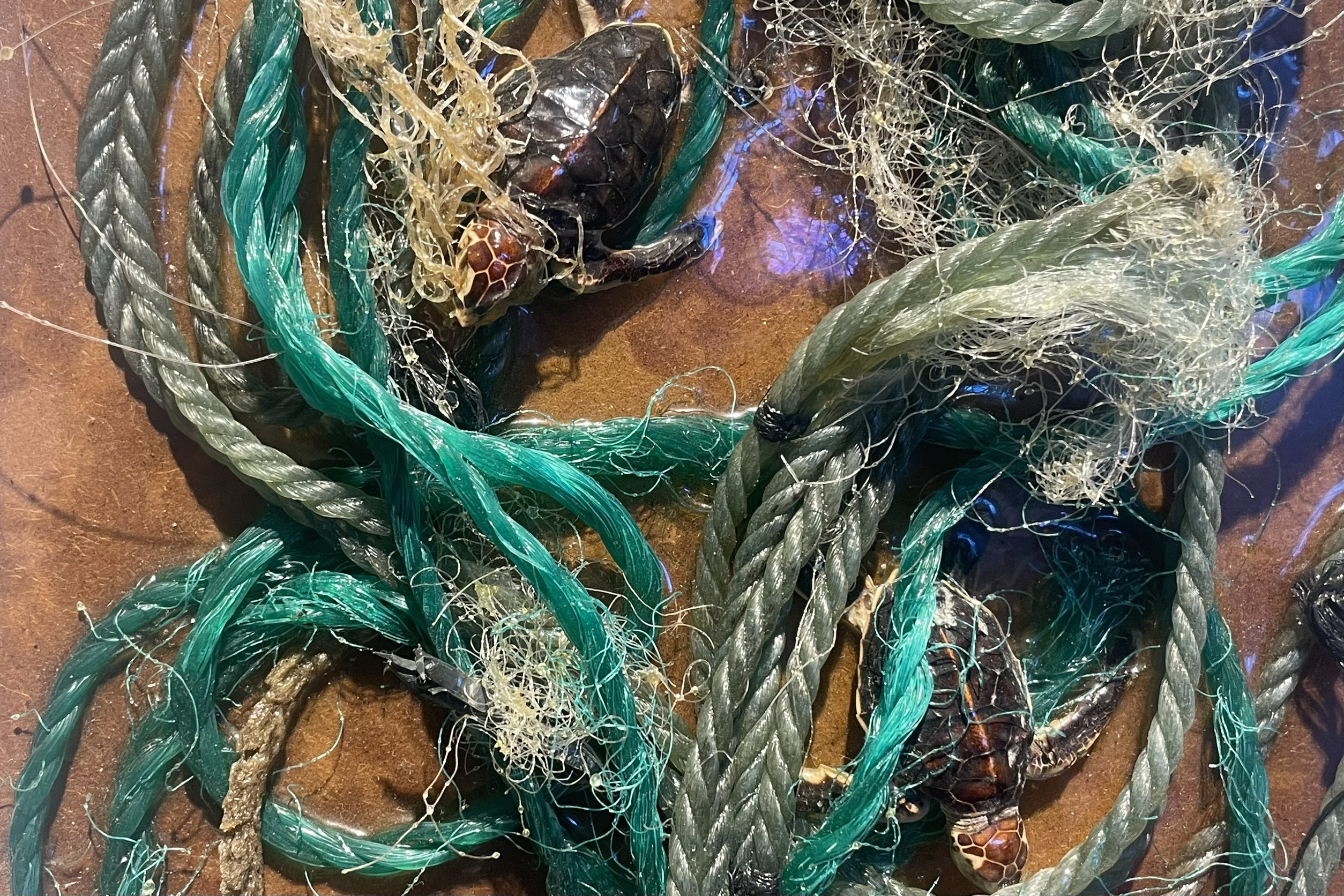 Green sea turtle (Chelonia mydas) specimen used for art work