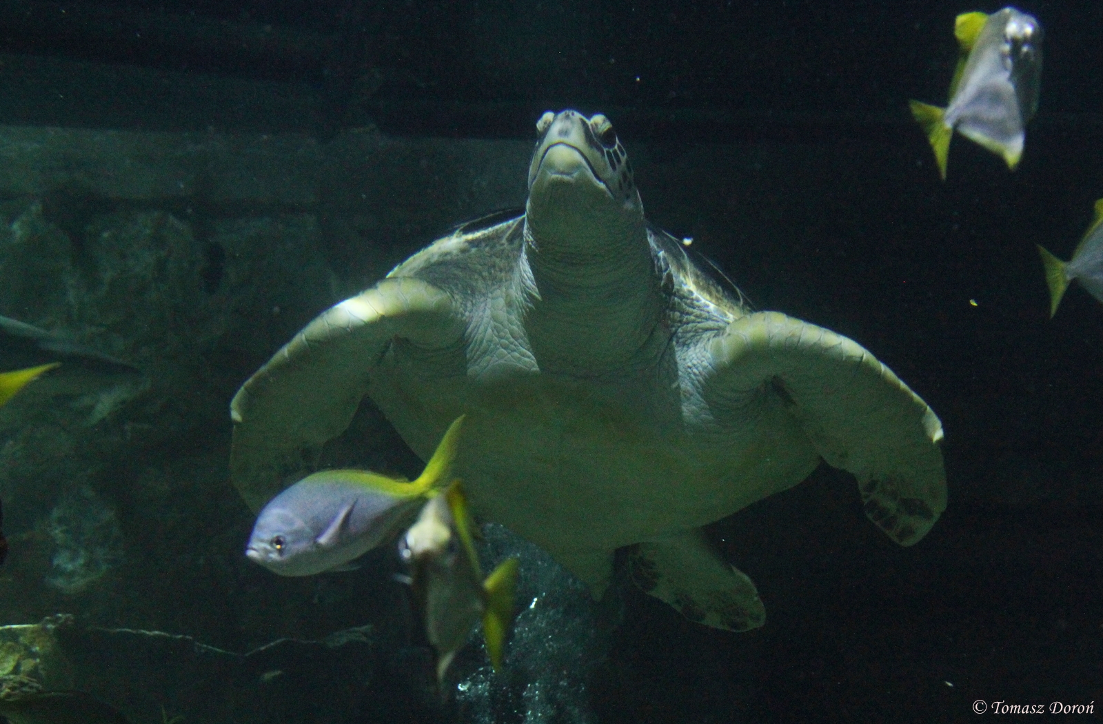 Green Sea Turtle (Chelonia mydas)