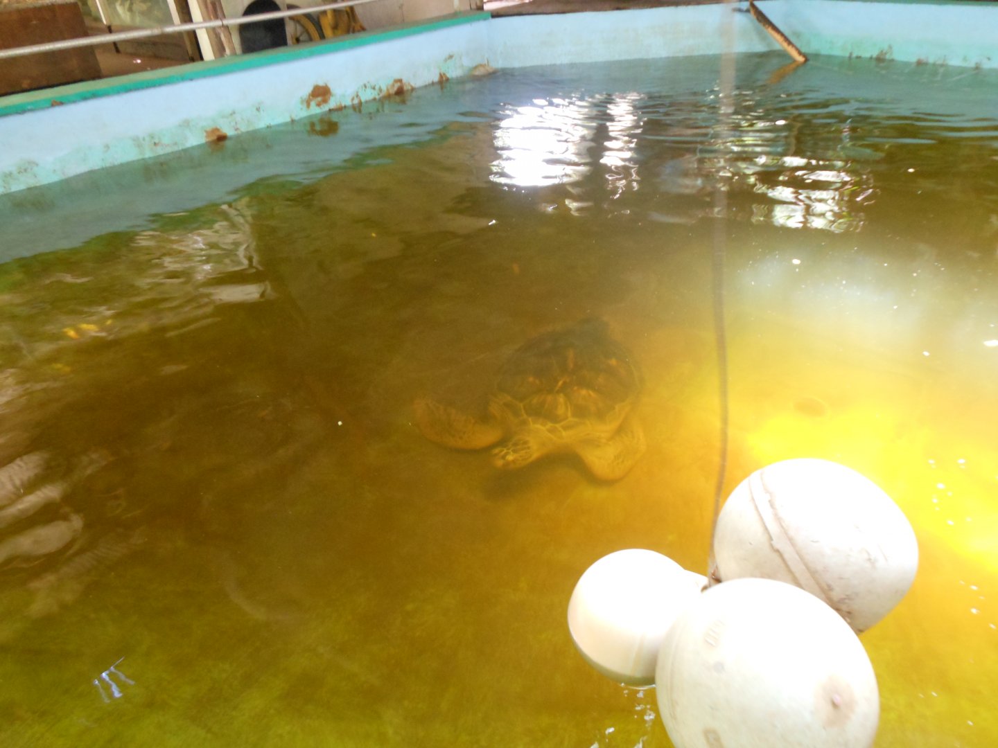 Green Sea Turtle (Chelonia mydas)