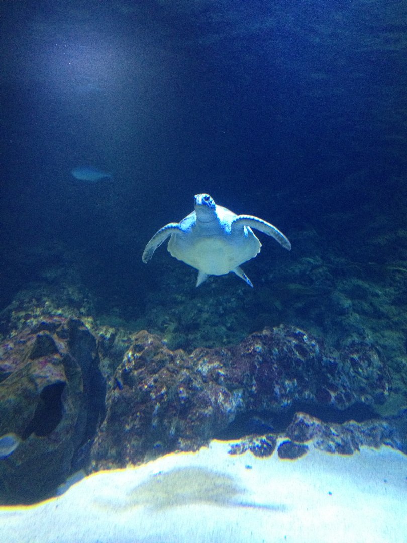 Green Sea Turtle (Chelonia mydas)
