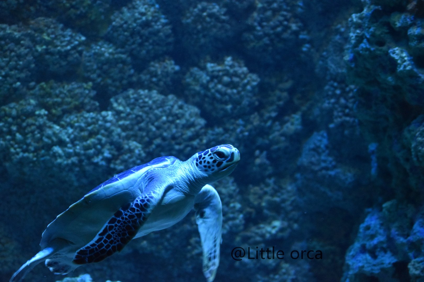 Green sea turtle  ( Chelonia mydas)