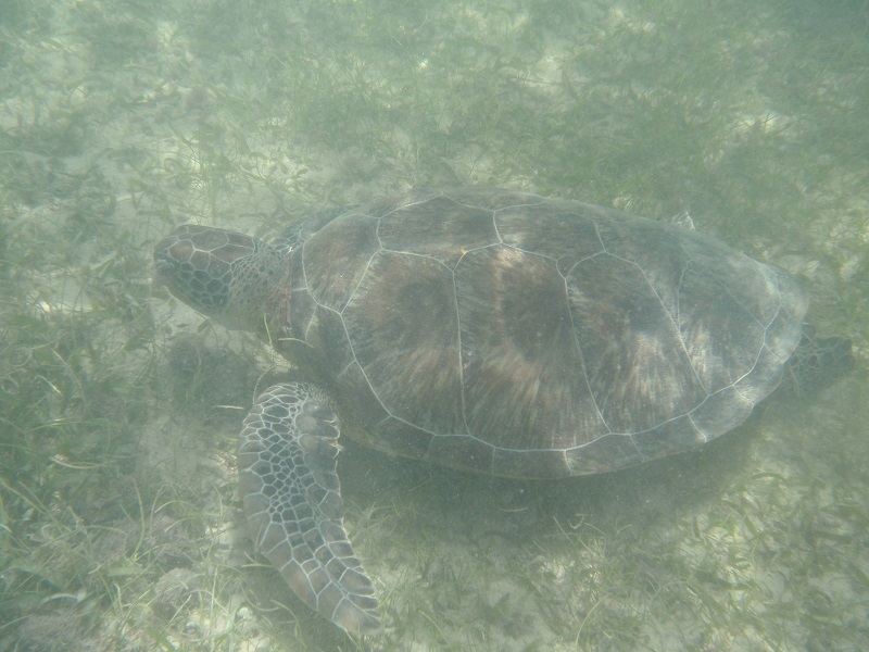 Green sea turtle (Chelonia mydas)