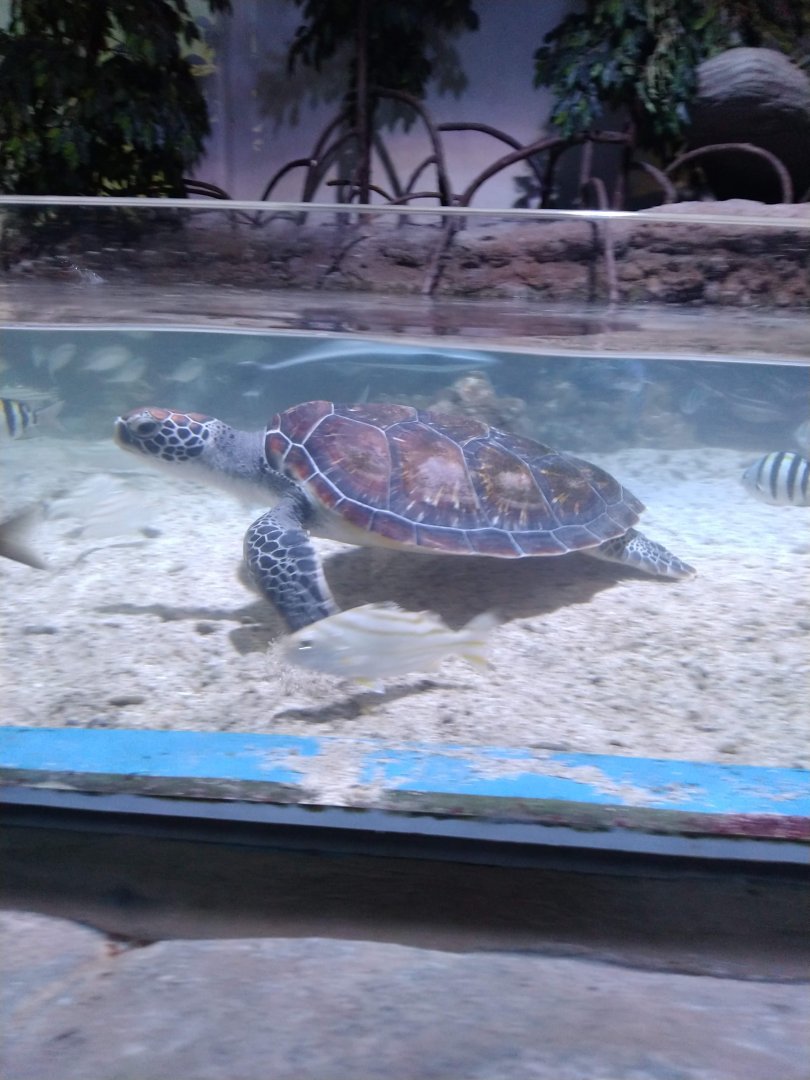 Green Sea Turtle (Chelonia mydas)
