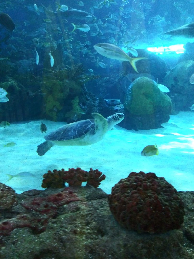 Green Sea Turtle (Chelonia mydas)