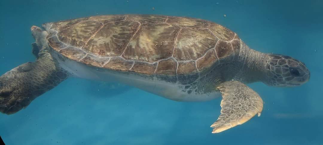 Green sea turtle (Chelonia mydas)