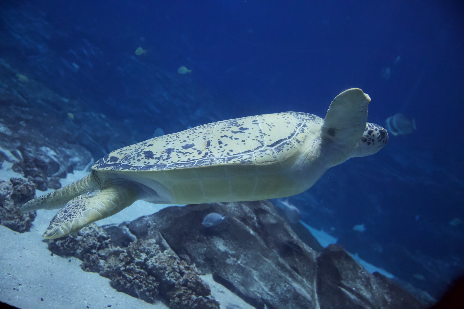 Green Sea Turtle/ Chelonia mydas