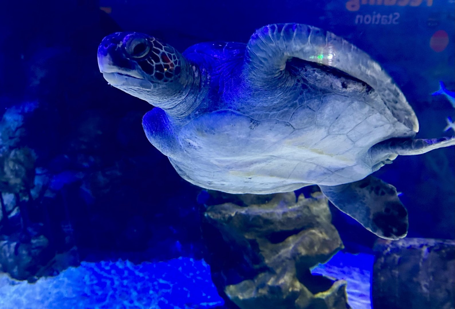 Green sea turtle (Chelonia mydas)