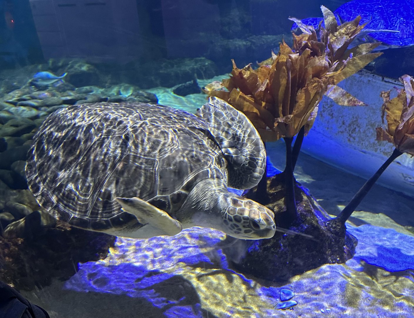 Green sea turtle (Chelonia mydas)