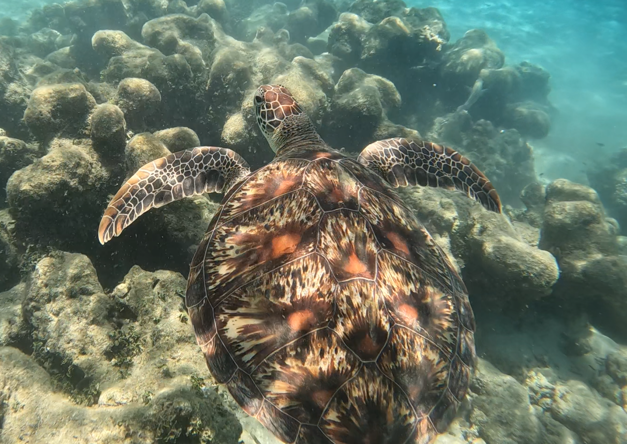 Green Sea Turtle (Chelonia mydas)