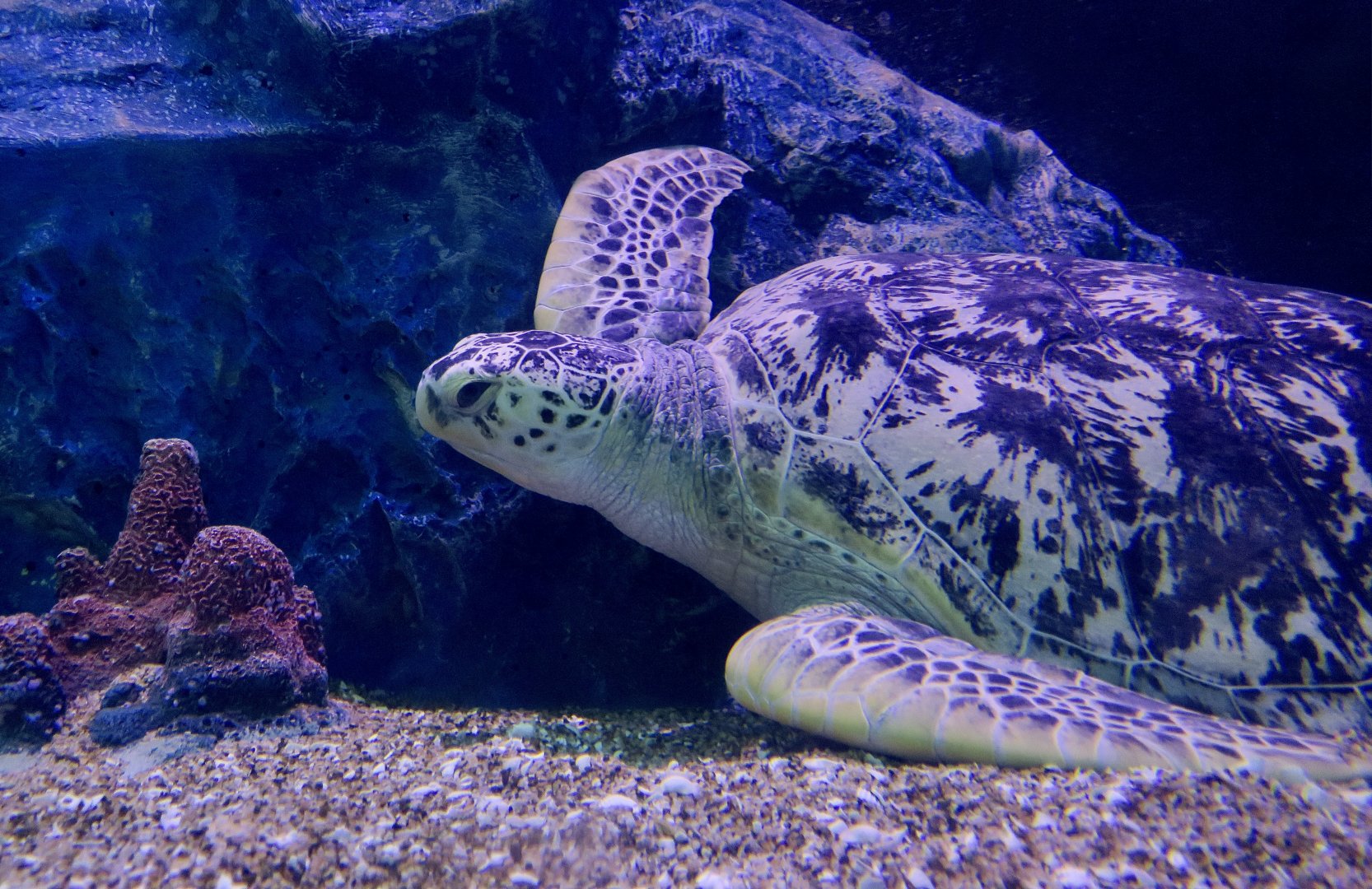 Green Sea Turtle (Chelonia mydas)
