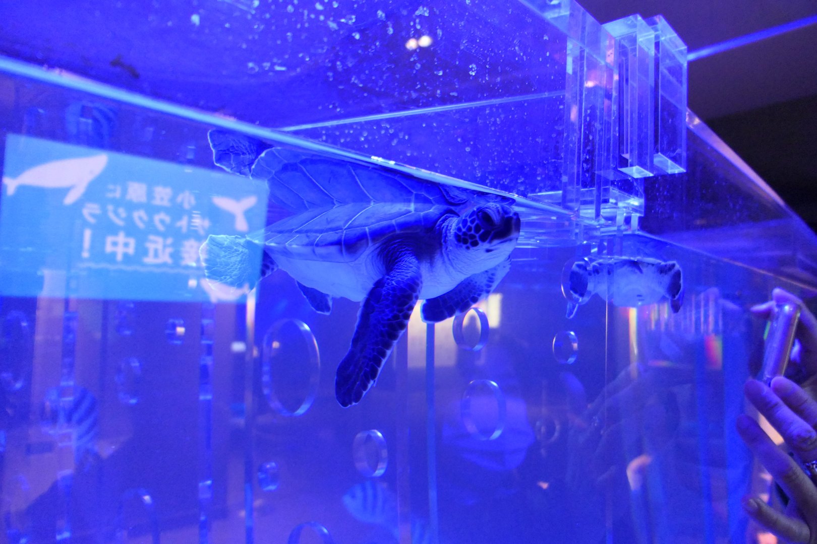 Green Sea Turtle (Chelonia mydas)