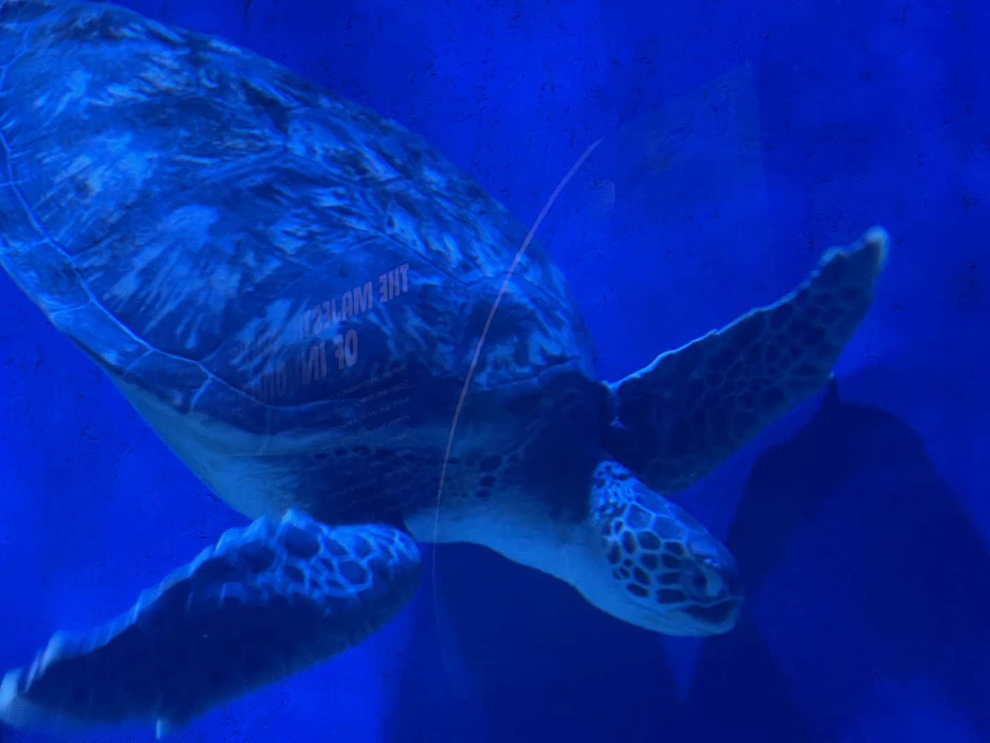 green sea turtle (chelonia mydas)