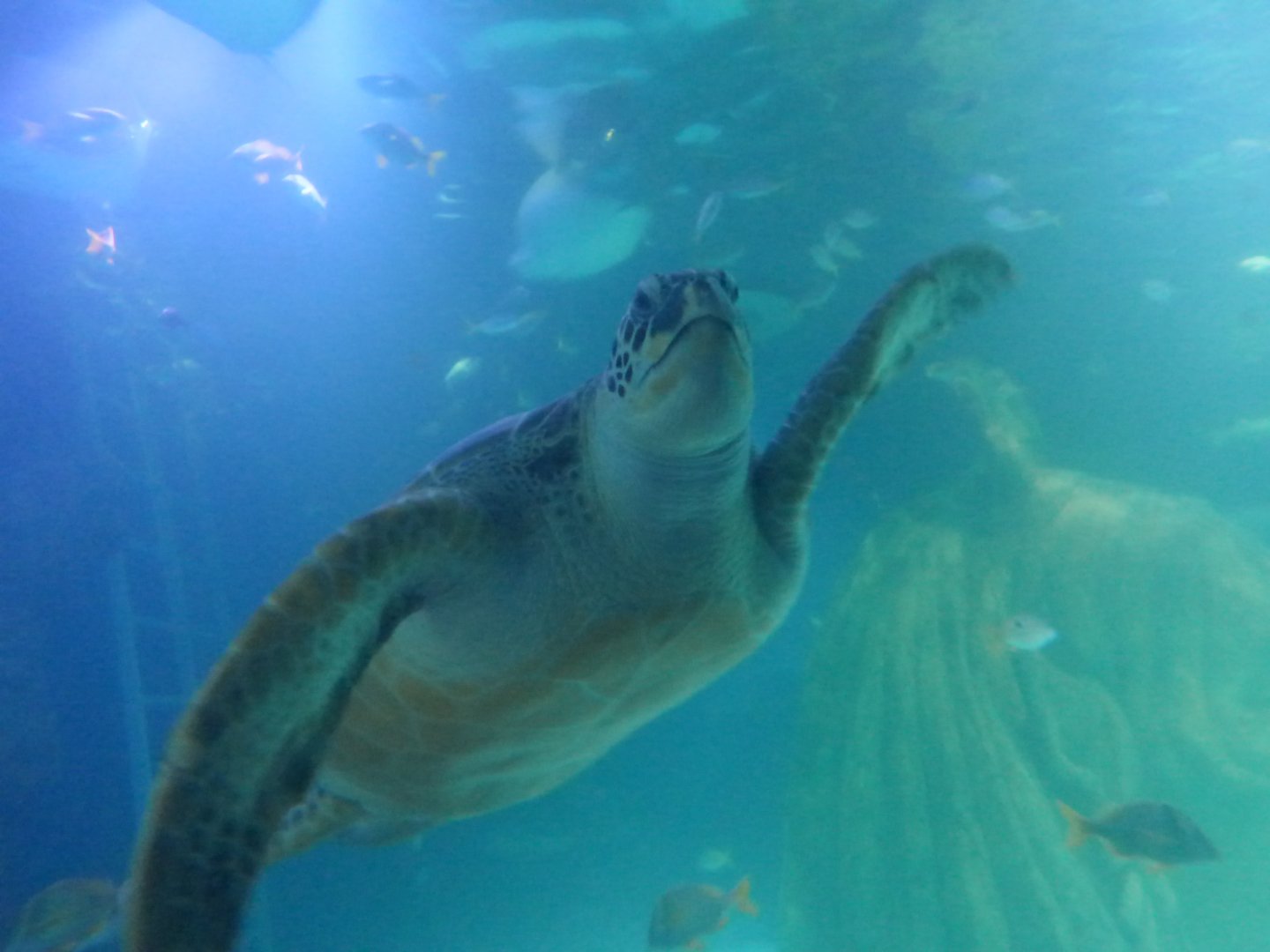 Green Sea Turtle "Ernie"